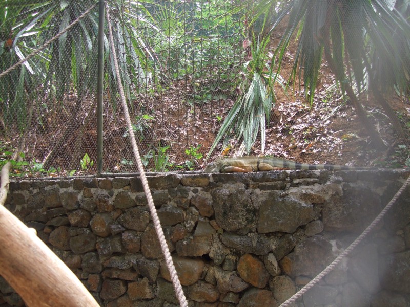 Mauritius 2010 - 0311 